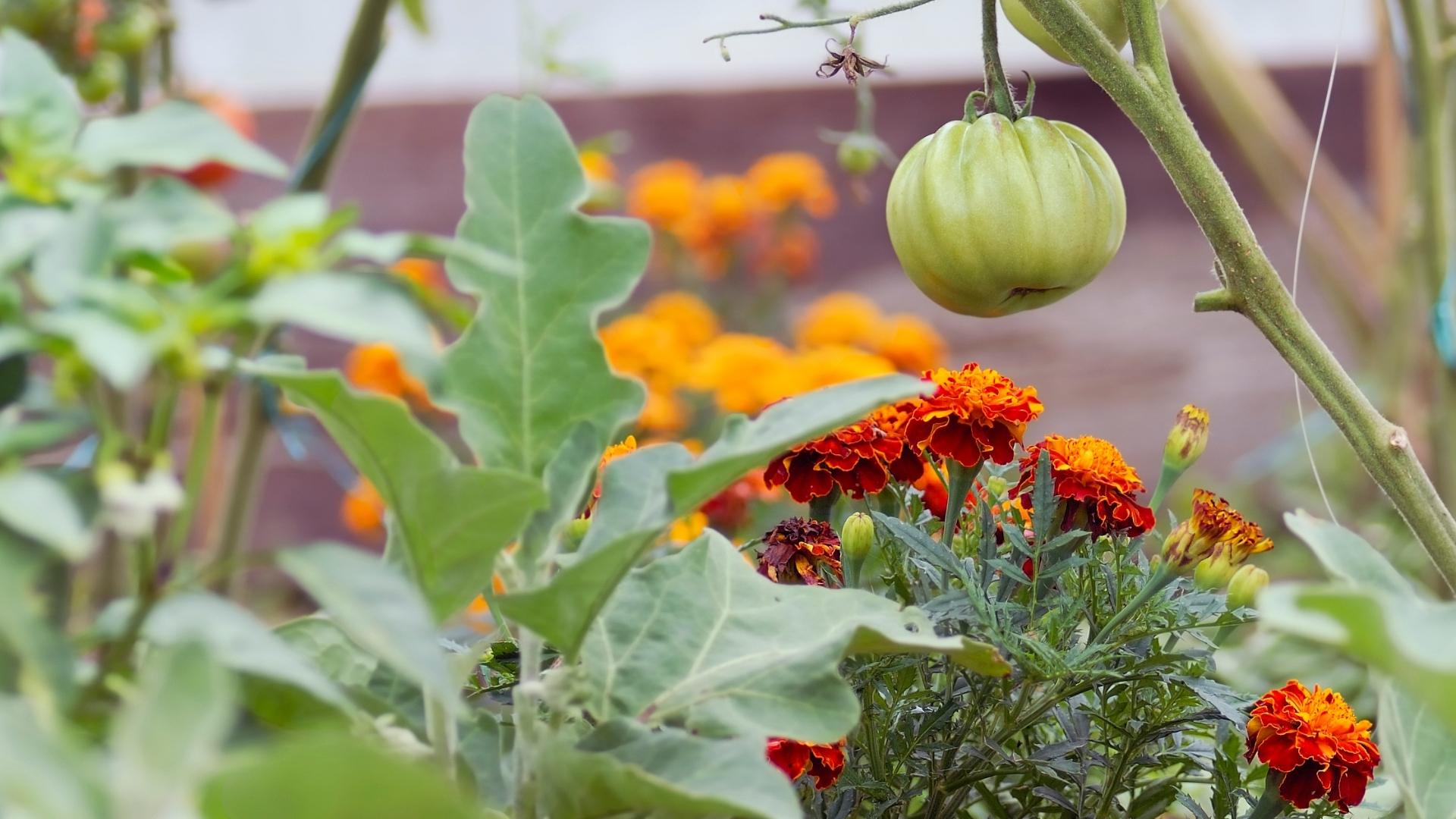 How to Get Started with Vegetable Companion Planting