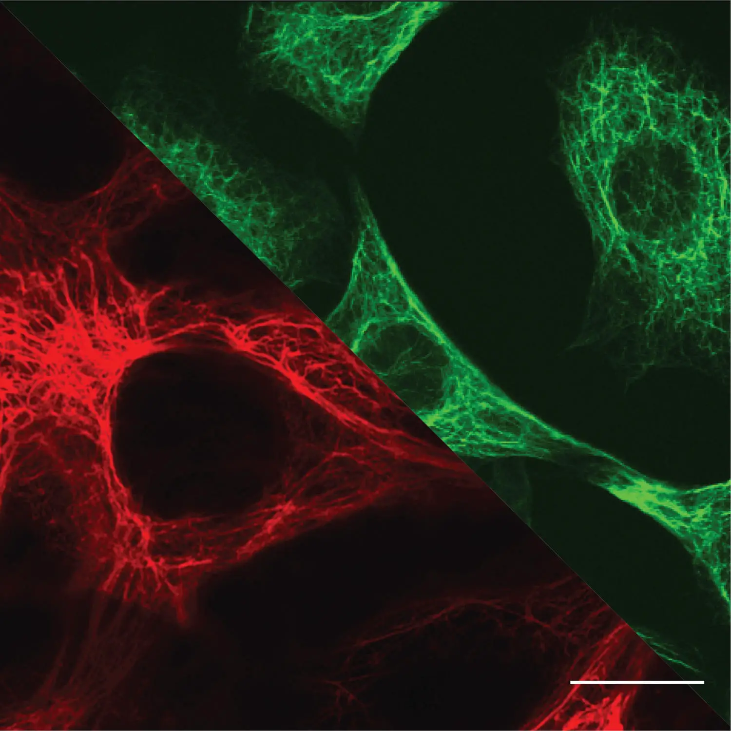 Microscopy Images of Biological Cells