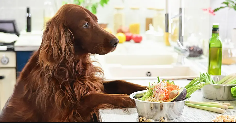 Boutique Fish-Based Pet Food