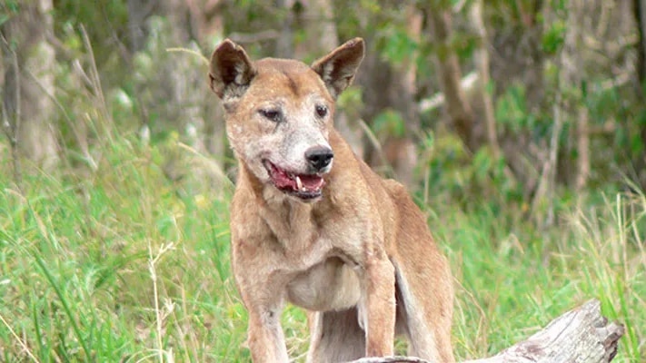 A wild dog standing on a log in grasslands