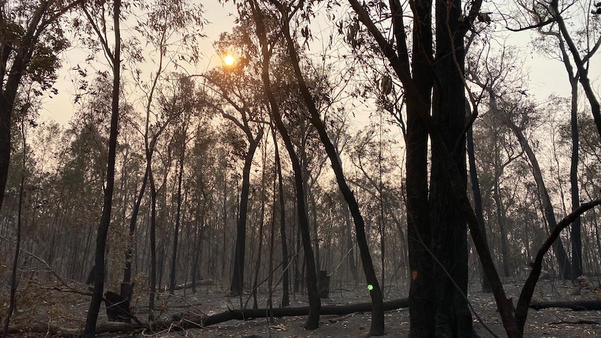 Gippsland fires at Briagolong, Loch Sport upgraded as strong winds fan flames